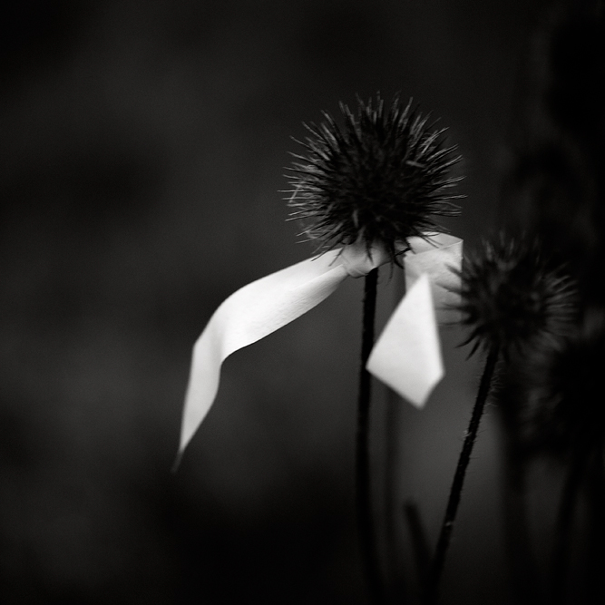Cadeau, photography by Maria Str&ouml;mvik. Not sure why, but when I saw this after sunset today I just found it so irresistible... So I had to give it a try, with my rarely used macro lens and ISO 1000 :-). Nikon D3, 60mm Nikkor micro. In Nature, Vegetal, Flower, plant