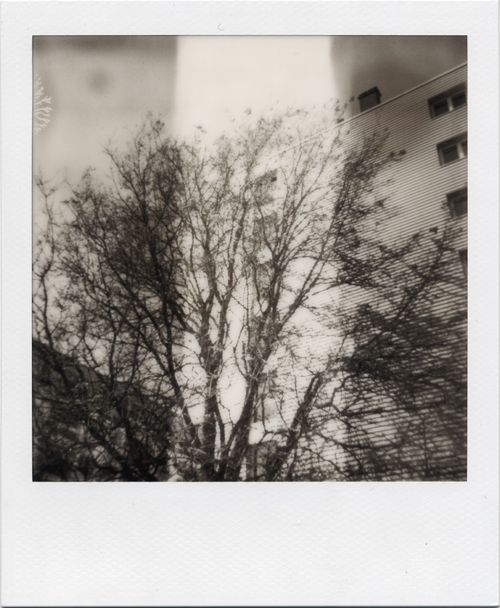 Polaroid 636 Close-up.. In Nature, Vegetal, Tree, forest. L'arbre Du Square #2, photography by Sabrina Lesert. Image #388239