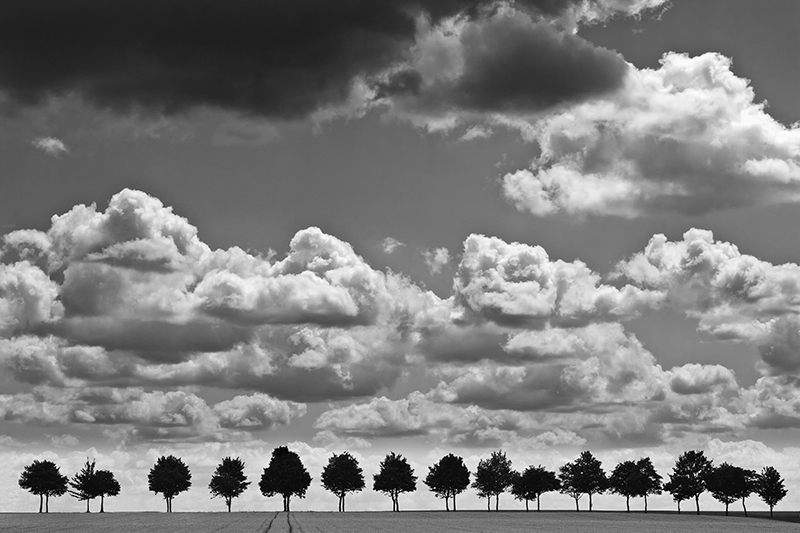 Les Arbres, Artwork by Eddie Duquenne. Canon 450d. Les Arbres, Artwork by Eddie Duquenne. Image #240287