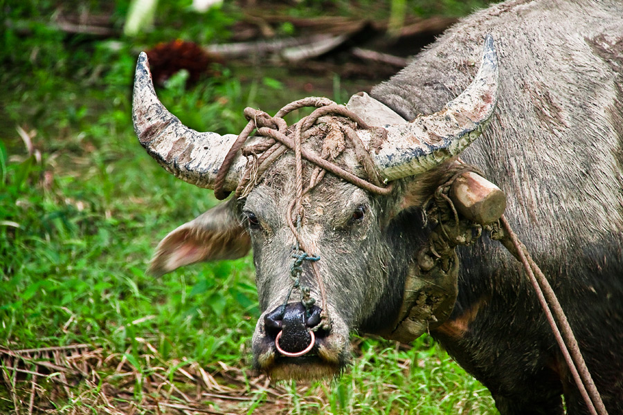 Ox, photography by Daniela Segantini. In Nature, Animal