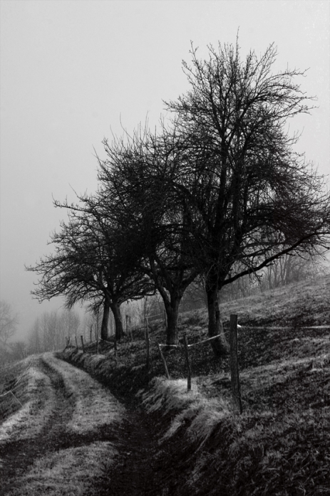 Arbre Corrig&eacute;, Artwork by Korinne Plancq. canon T90