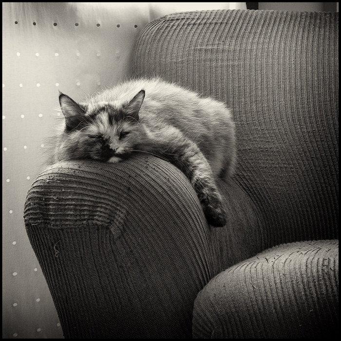 I Don'T Mind, photography by Roby Bon. In Nature, Animal, Domesticated