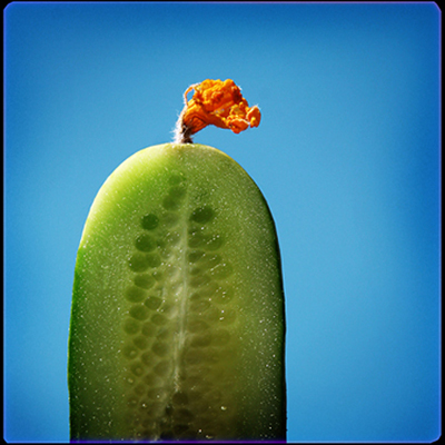 Cucumber, photography by Andrian Kozin. Digital camera. In Object, Food