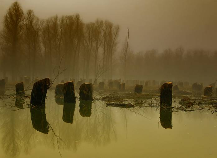 The Lost Forest, photography by Bogdan Luta. sony. In Nature, Scenery, Waterscape