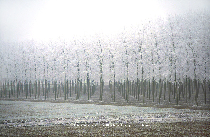 Il Rigido Gelo, photography by Rita Carioti. Nikon. Analog. In Nature, Vegetal, Tree, forest