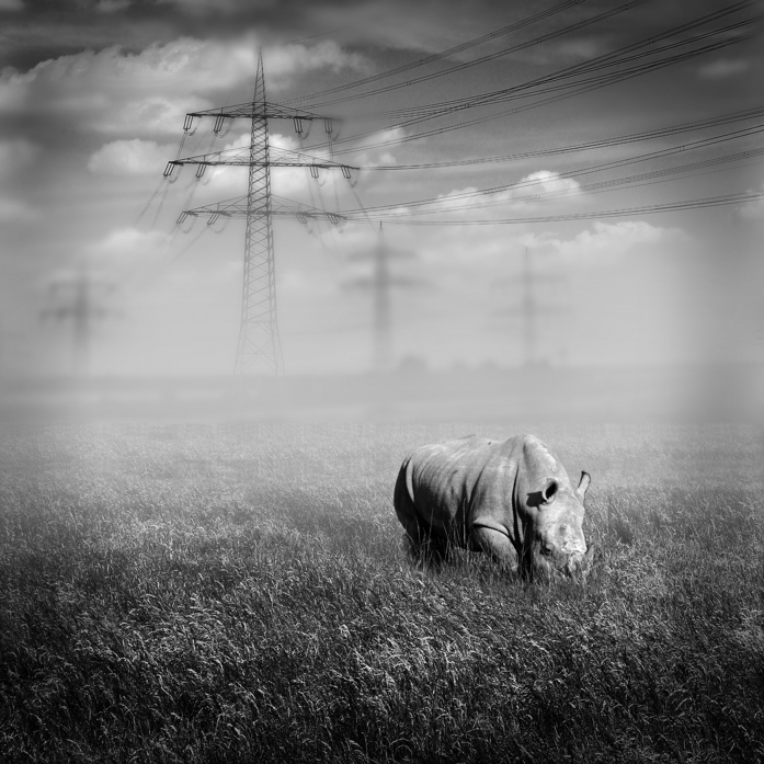 Escape, processing by Navid Sanati. In Nature, Animal