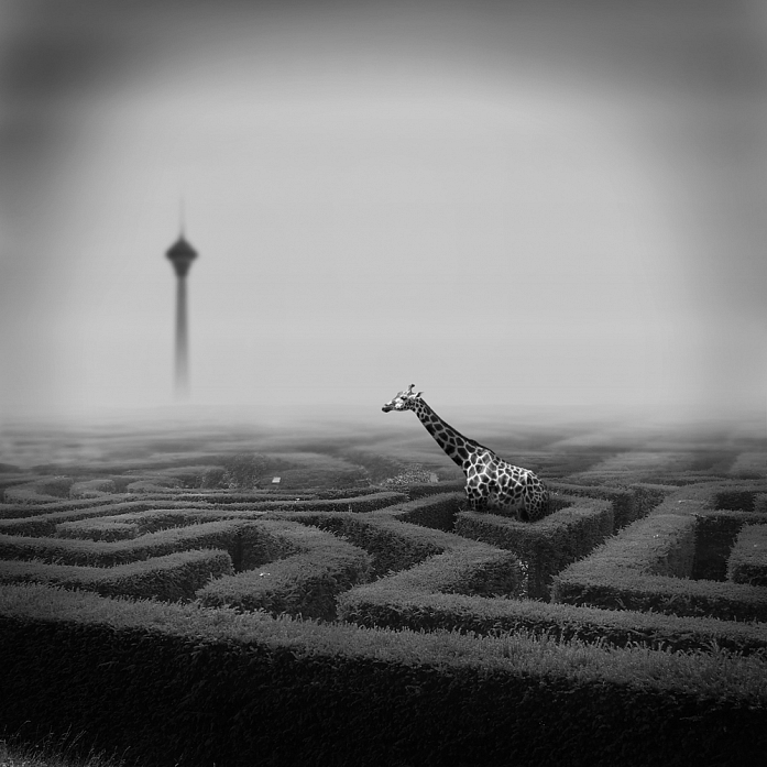 The Maze, processing by Navid Sanati. In Nature, Animal