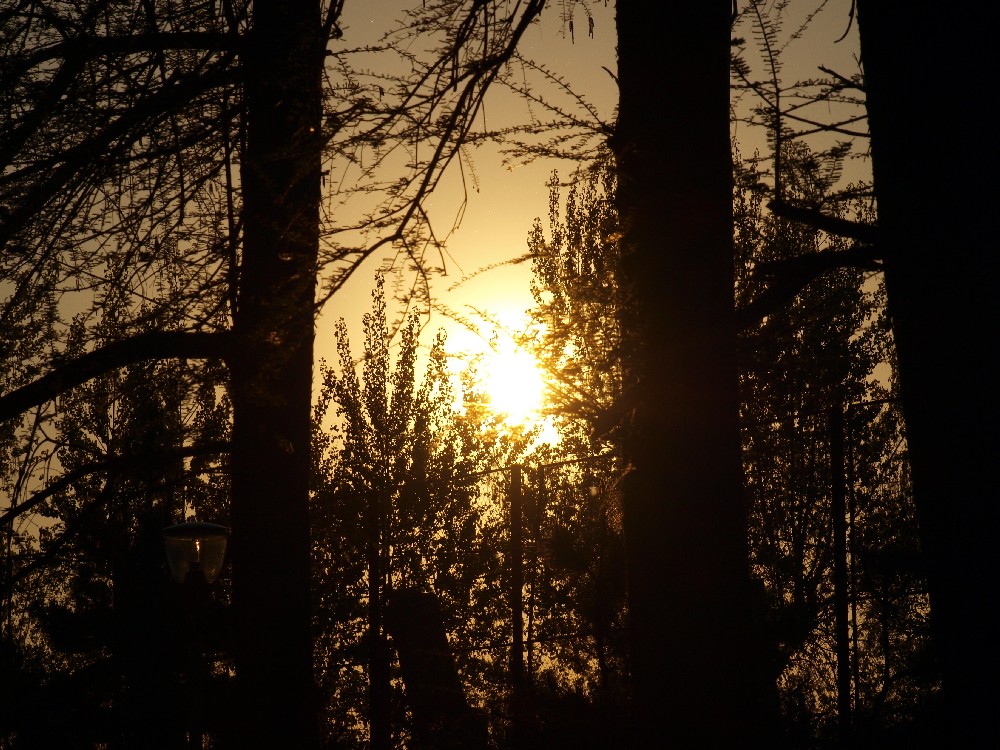 Sunset3, photography by Ionescu Alexandru. Olympus e-520. Digital photography. In Nature, Vegetal, Tree, forest