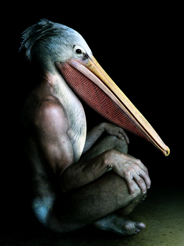 Pelikan Man 009, processing by Francesco Sambo. io. photoshop. photomanipulation. In People, Character, Anthropomorphism