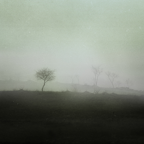 In Nature, Vegetal, Tree, forest. Brief Moments Of Solitude, photography by Ebrahim Mirmalek. Image #385579