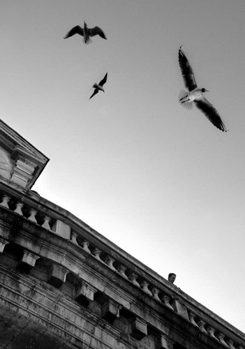 Man And Birds | Venezia, image by Karl R Lilliendahl. Image #395687