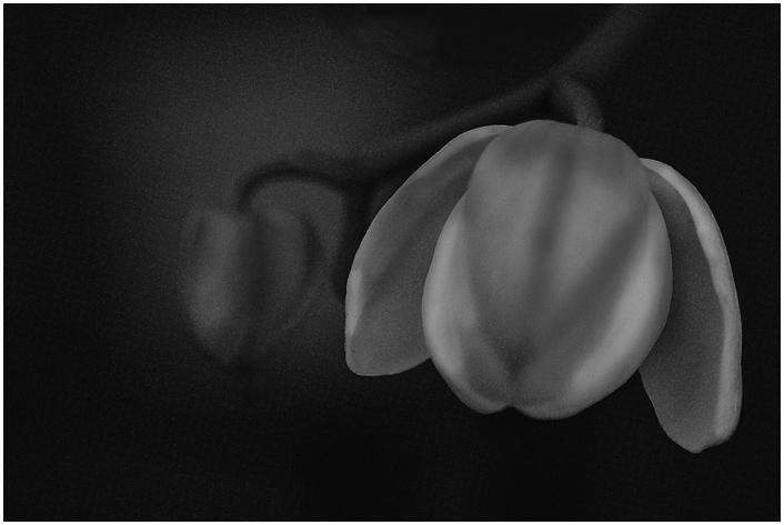 Untitled, photography by Amr Salah. Canon 50D. In Nature, Vegetal