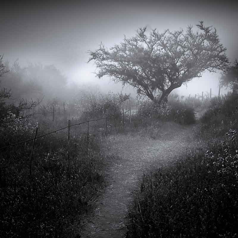 Camino En La Niebla, photography by Antonio De Villa. Canon XT. Digital. In Nature, Vegetal, Tree, forest