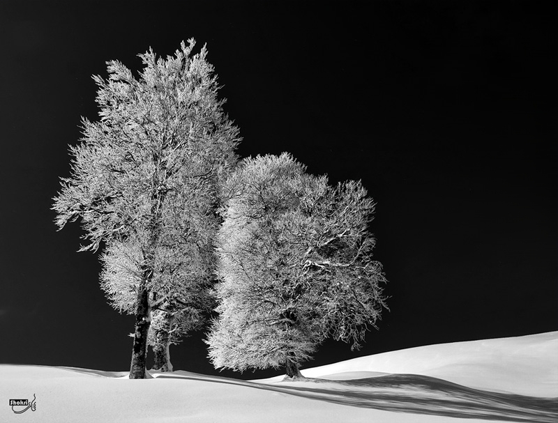 Frozen Trees, Artwork by Ali Shokri. Iran, Ardabil, The Khalkhal to Asalem. Canon Eos 40D