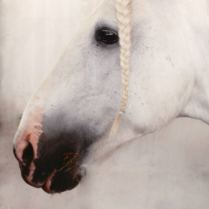Shire Horse, photography by C. Manuela Schnack. Canon EOS 7D. photoshop. In Nature, Animal, Domesticated