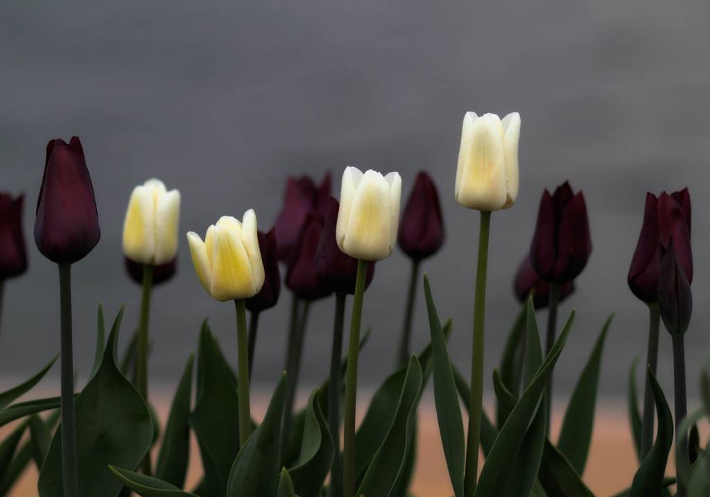 Untitled, photography by C. Manuela Schnack. Canon EOS 7D. photoshop. In Nature, Vegetal, Flower, plant