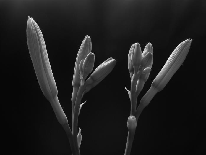 Lilium, photography by Sebastian Bastex. In Nature, Vegetal
