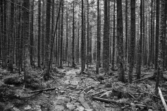 Forest, photography by Sebastian Bastex. Nikon. In Nature, Vegetal, Tree, forest
