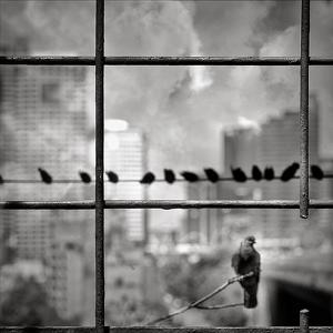Structure ... Cut, photography by Zsar Chankian. Sydney Harbour Bridge. In Nature, Animal, Bird