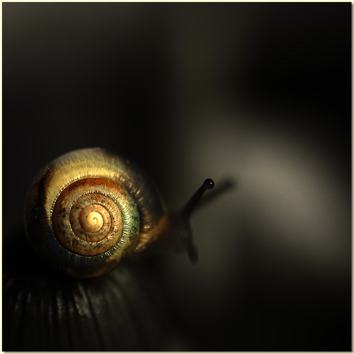 Untitled, photography by Nino C. J.. Nikon D70. Macro. In Nature, Animal