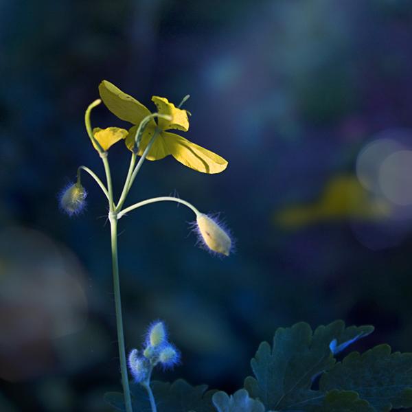 Here Come The Sun, photography by Christian Wery. Little darling, it's been a long cold lonely winter
Little darling, it feels like years since it's been here
Here comes the sun, here comes the sun
and I say it's all right

(The Beatles - 1969 ). DSL-R. Proxy shot. In Nature, Vegetal, Flower, plant