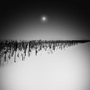 Withered Sunflowers And The Moon by Uwe Langmann