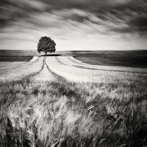 July Winds by Uwe Langmann