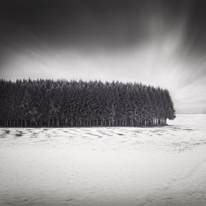 A Forest by Uwe Langmann