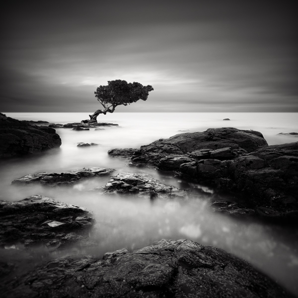 Zen Tree, photography by Rob Cherry. Stepping back into the surreal.. Long exposure. In Nature, Scenery, Waterscape