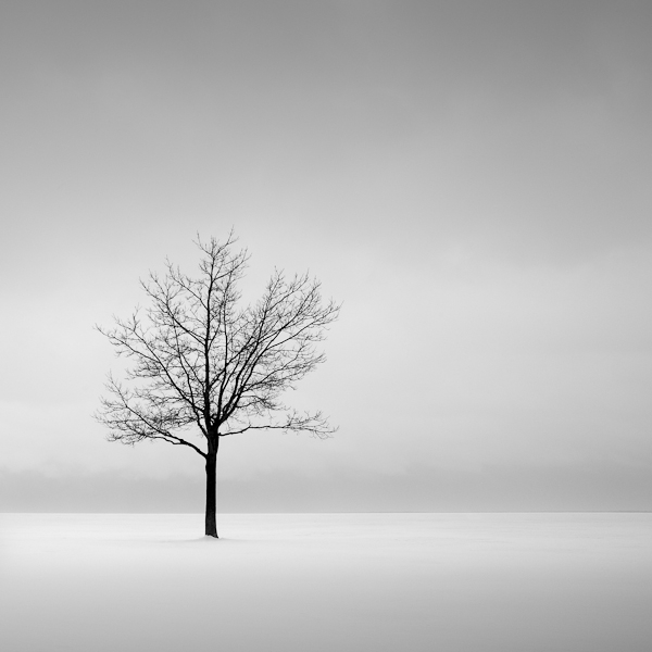 Solitude, photography by Jeff Gaydash. In Nature, Vegetal, Tree, forest