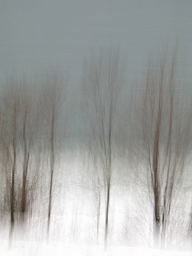 Resolving Trees, photography by Andrew Laird. Canon G-9. In Nature, Vegetal, Tree, forest