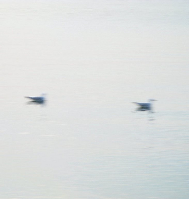 I Imagine Freedom Like This, photography by Andrew Laird. Canon G9. In Nature, Animal, Bird