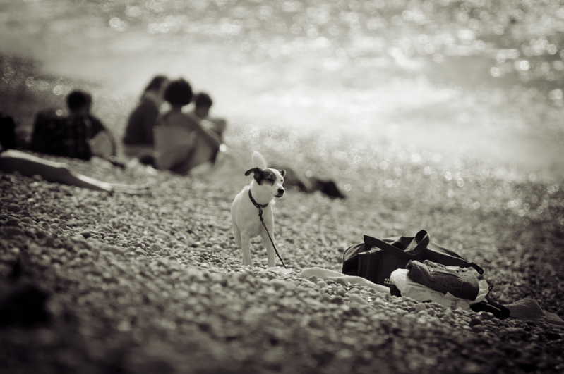 Sans Titre, photography by Marc Thoreau. In Nature, Animal, Domesticated