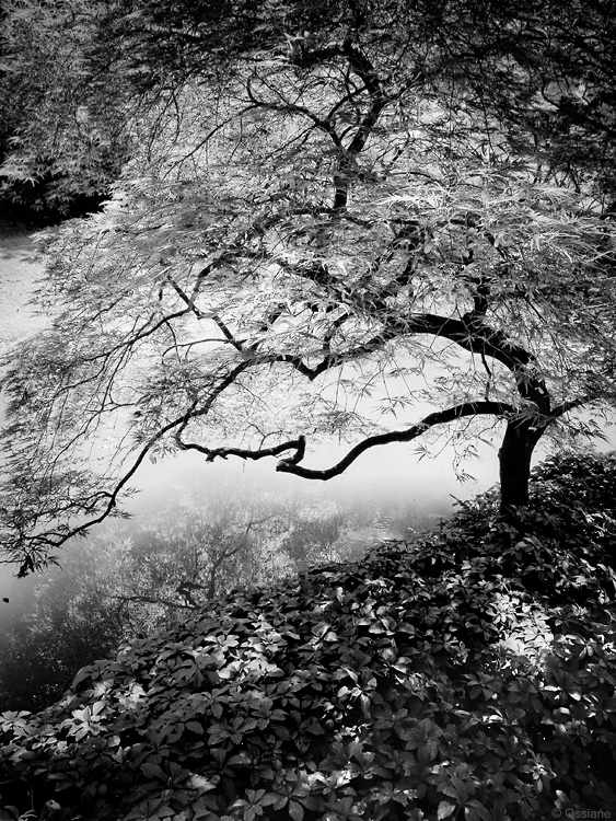 dans le jardin japonais de la villa Melzi ... sur les bords du lac de Côme ...
l'érable rouge
reflets de la mémoire
les feuilles mortes
red maple
reflections of memory
dead leaves. In Nature, Vegetal, Tree, forest. Evanescence, photography by Ossiane. Image #275136