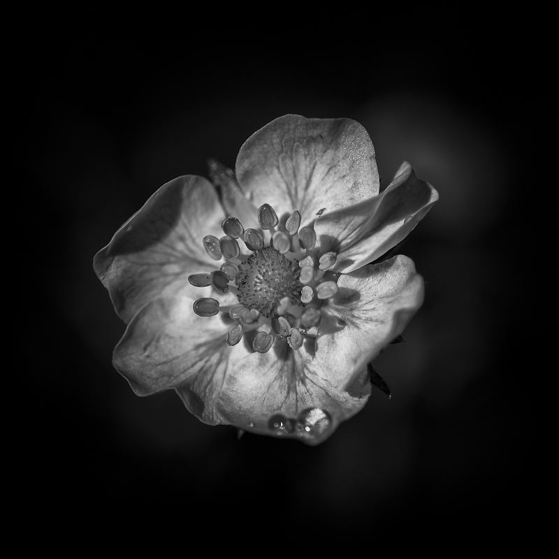 In Nature, Vegetal, Flower, plant. Sans Titre, photography by Jos&eacute; Fangueiro. Image #387870