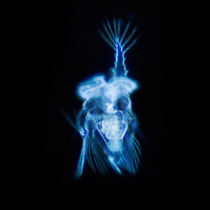 My fine-art microphotography project "Microscopic Biodiversity" is going on. The Microscope opens a window to the beauties of the microcosmos, a world full of exotic creatures of unique and fascinating beauty ... Ever now and then, I will smuggle one of my fine-art microphotos into AL, hoping, that you enjoy this exotic world and feel that nature might meet art. This micrograph shows Hexarthra spec., a microscopic rotifer (magnification: 125x). The about 2000 species of rotifers live almost all in freshwater.
Actually, this rotifer is completely transparent and not blue. The blue color is due to strongly scattered blue light in dark-field microscopy.

More images from this ongoing project are to be found on my webpage:
http://www.bernd-gundula-walz.de/index.php/portfolio-bernd/microscopic-biodiversity/. Leitz Panphot microscope; objektive: Leitz 10/0.25; dark-field condensor 0.8, Canon EOS 5DMkII, ISO 400, Raw, PS CS5. Microphotography. In Nature, Animal, Aquatic life. Blue Creature, photography by Bernd Walz. Image #399251