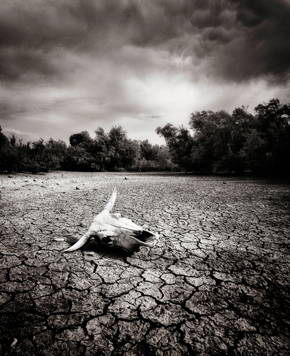 7D. In Nature, Scenery, Countryside. Bull's Head, photography by Juan Mar&iacute;n G&oacute;mez. Image #389647