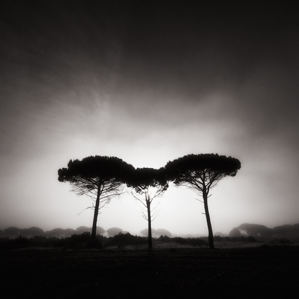 Canon 7D. In Nature, Vegetal, Tree, forest. Three Trees In The Fog, photography by Juan Mar&iacute;n G&oacute;mez. Image #390304
