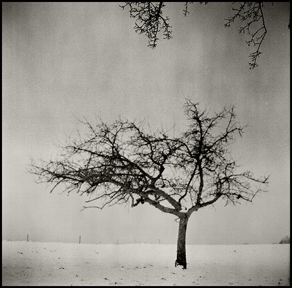 Hasselblad. In Nature, Vegetal, Tree, forest. Une Autre Histoire Sans Coup Fait Rire - Story For Lovers, photography by Herv&eacute; Schmelzle. Image #389506