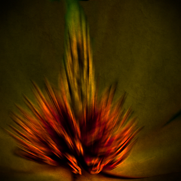 Nikon D300s with Nikkor 50mm. Straight shot. In Nature, Vegetal, Flower, plant. Eruption, photography by Gittan Beheydt. Image #388707
