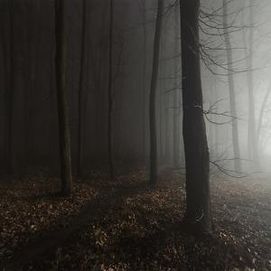 Untitled Forest by Dimitri Bogachuk
