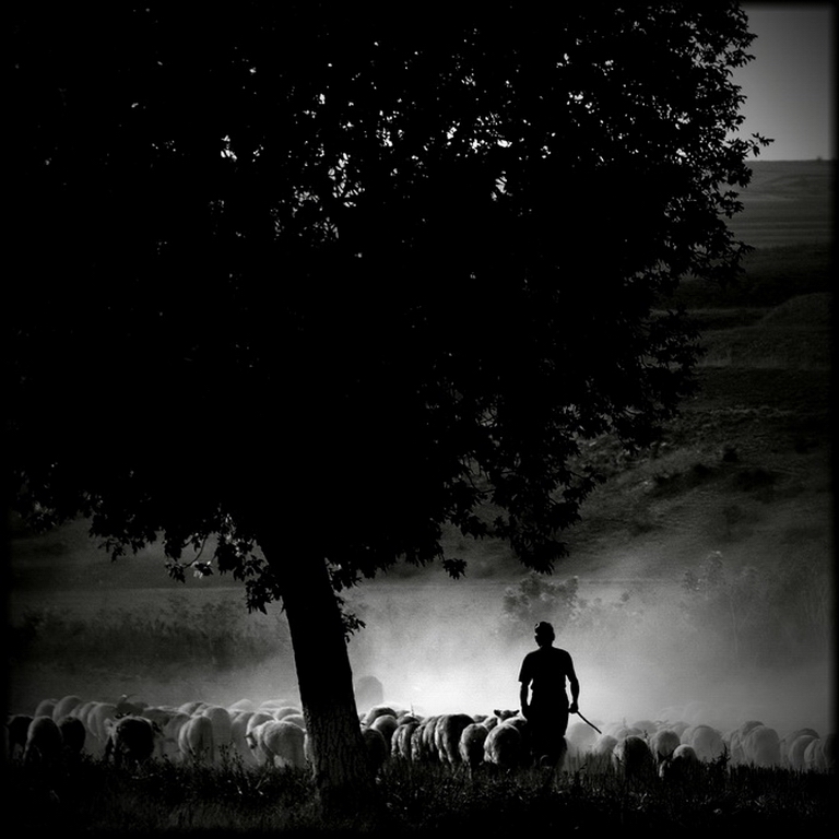 romania.
&copy; Alexandru Crisan 2009. In Nature, Animal, Domesticated. Far Away 1, photography by Alexandru Crisan. Image #387019