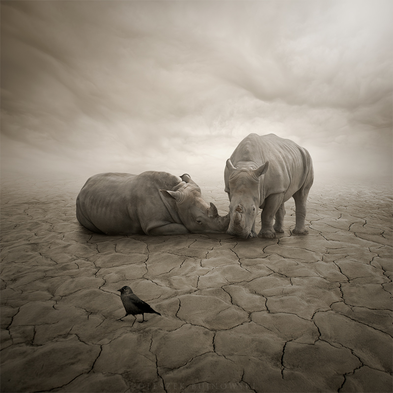 Photomanipulation on the basis of my own photos.. Dans Nature, Animal, En liberté. Lost In Desert, traitement de Leszek Bujnowski. Image #393573