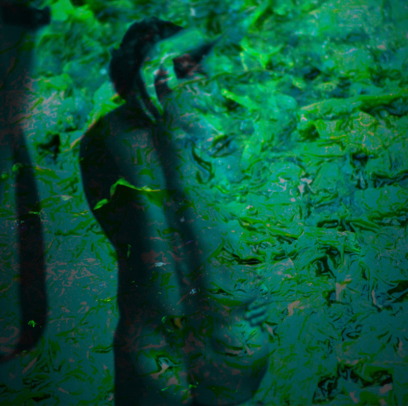 Echo of voices hypnotize you. If you awake you find your self covered with swamp's weeds and grasses, with algae in deep darkness...... DSLR. photo-collage. Course From Swamp Part5, image by Mia De Fleur. Image #340002