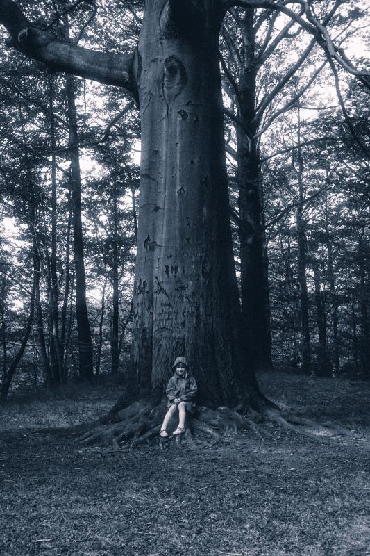 Forest, image by Armen Bogush. Image #402328