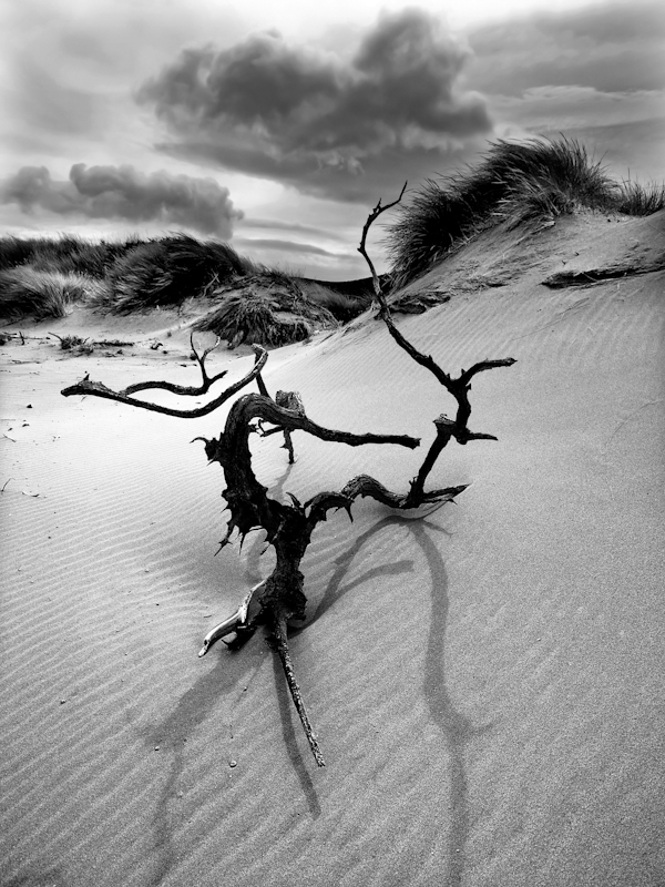 Buy at Darqroom: http://remibridot.darqroom.com/photo/format-vertical-38862/0750corse-n-b.jpg-1796143. Olympus E3 + zoom 2.8 - 11/22 mm. In Nature, Scenery, Beach. Bois Mort Vers Barcaggio, photography by Rémi Bridot. Image #276153