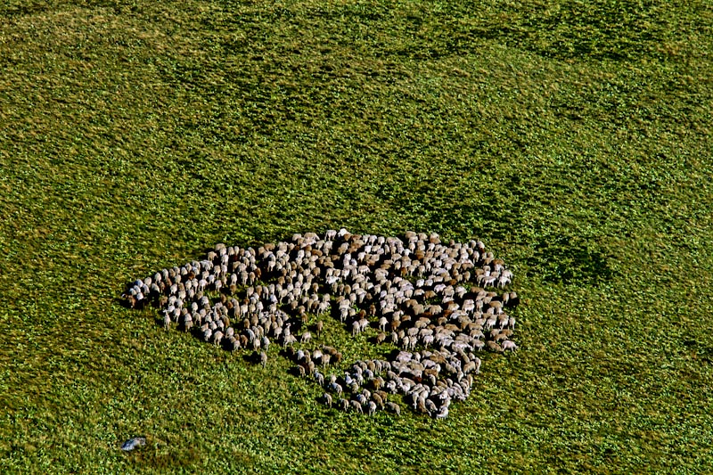 Nikon FM2 + 2.8 - 180 mm. In Nature, Animal, Domesticated. Troupeau De Moutons Sous Les Roches Des Demoiselles, photography by Rémi Bridot. Image #383906