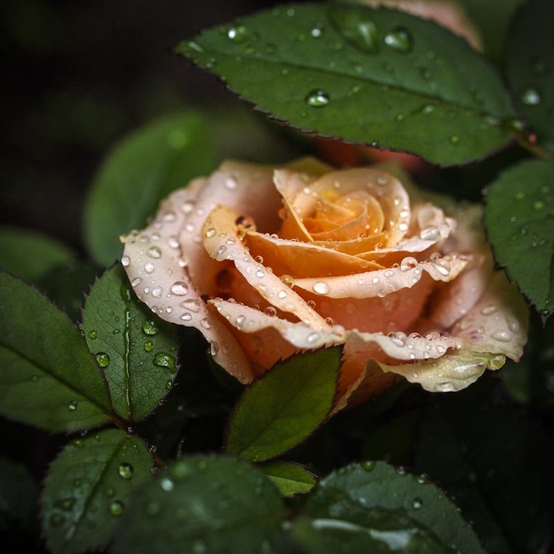 Olympus EP3 + 3.5 - 35 mm macro. In Nature, Vegetal, Flower, plant. Rose, photography by R&eacute;mi Bridot. Image #396442