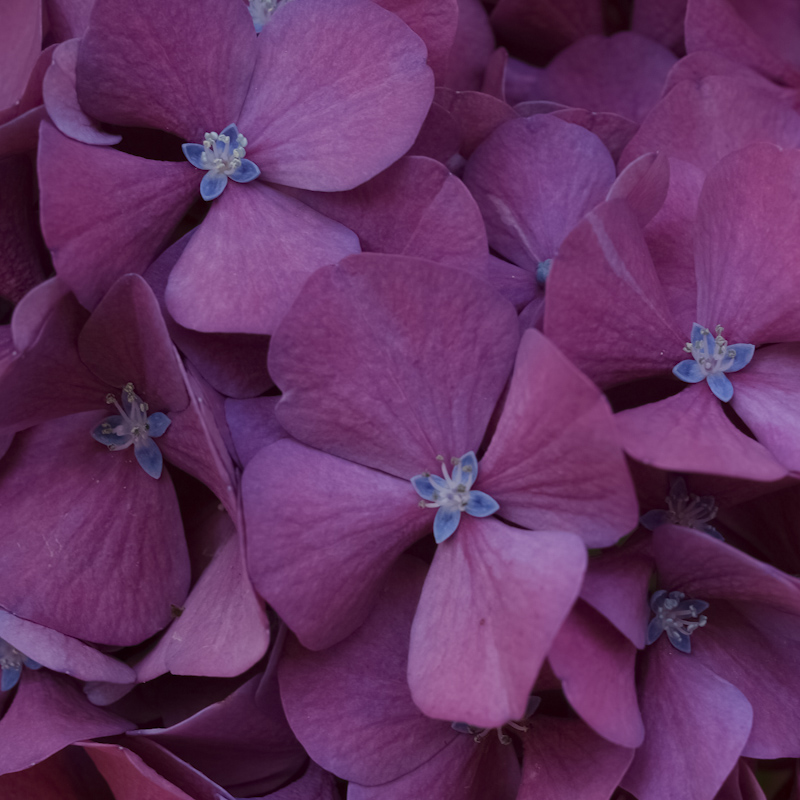 Olympus E3 + 3.5 - 35 mm macro. In Nature, Vegetal, Flower, plant. Hortensia, photography by Rémi Bridot. Image #399386