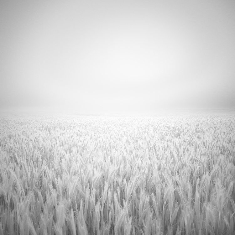 Infrared (R72). In Nature, Scenery, Countryside. White Haze, photography by Alain Baumgarten. Image #390947